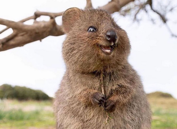 Meet Australia's happiest animal | Bondi Wash