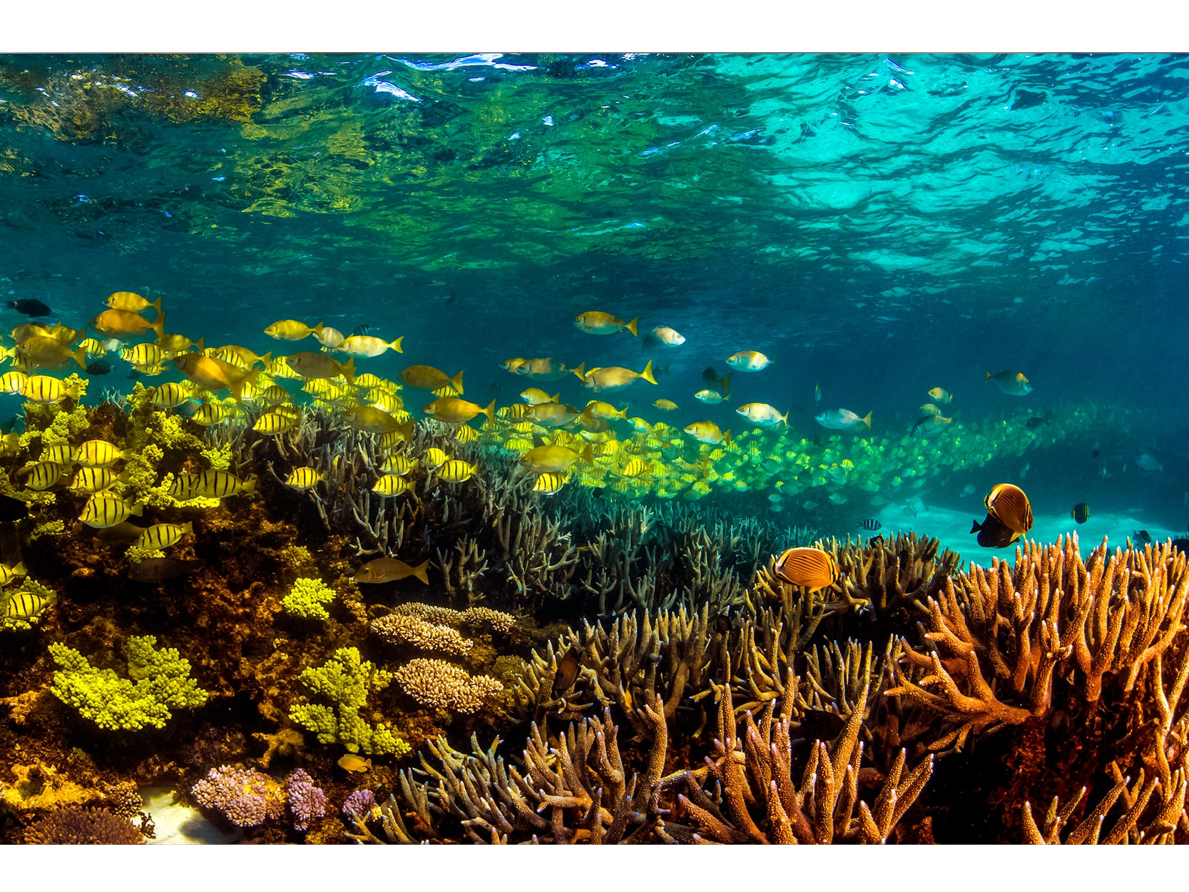 Ningaloo reef