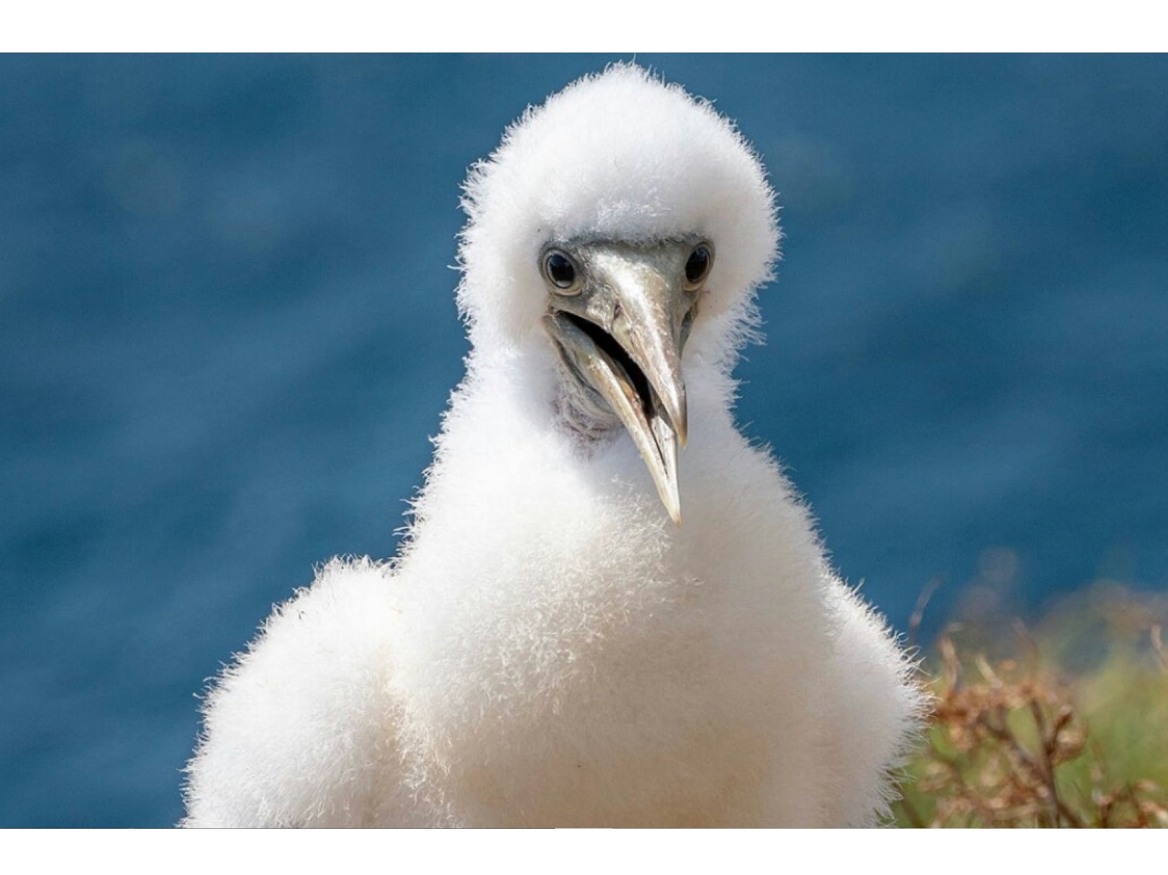 BIRDS OF LORD HOWE ISLAND