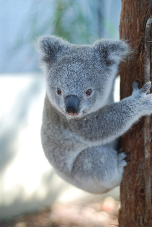 Baby Koala