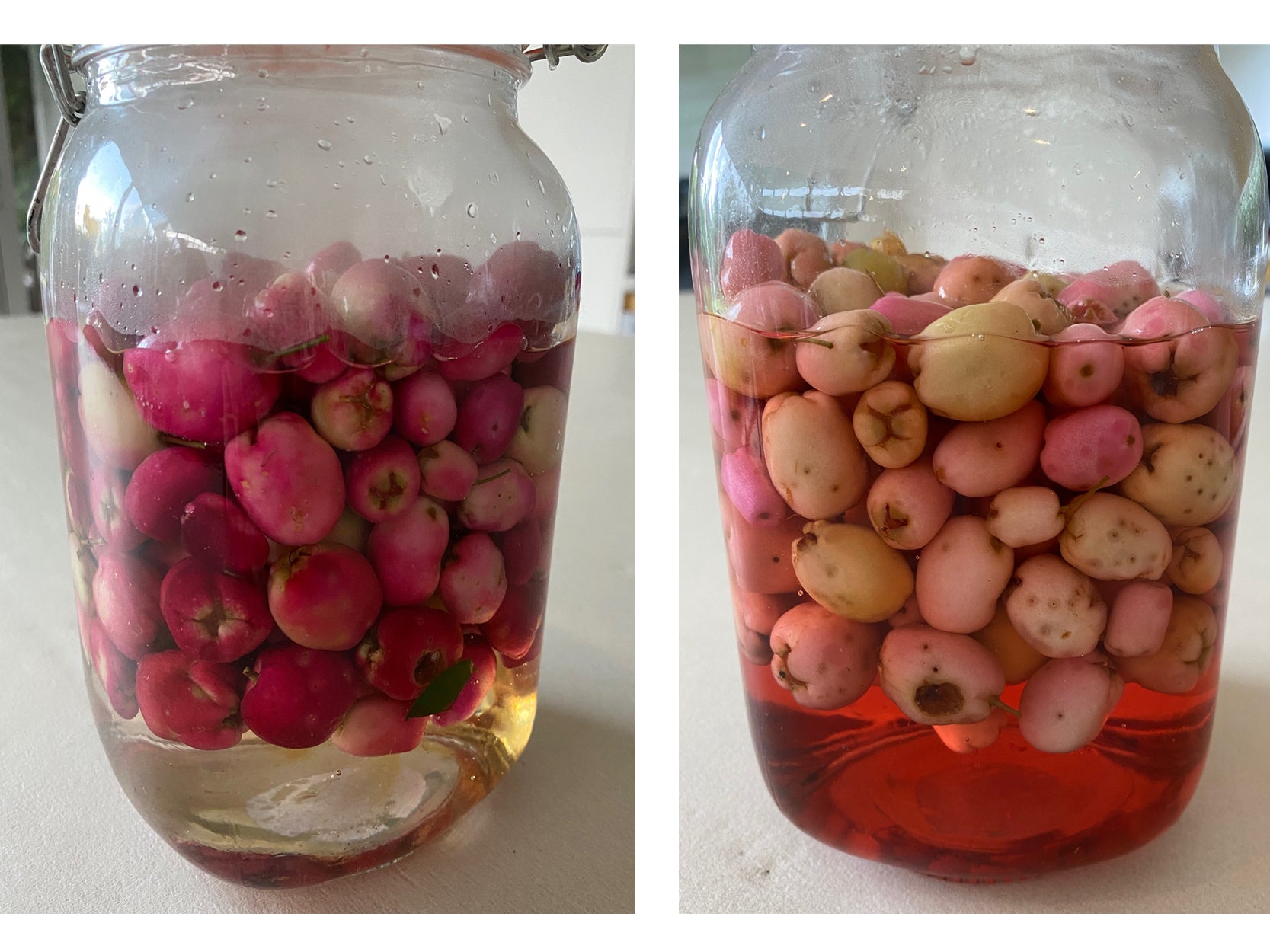 Lilly Pilly infused gin