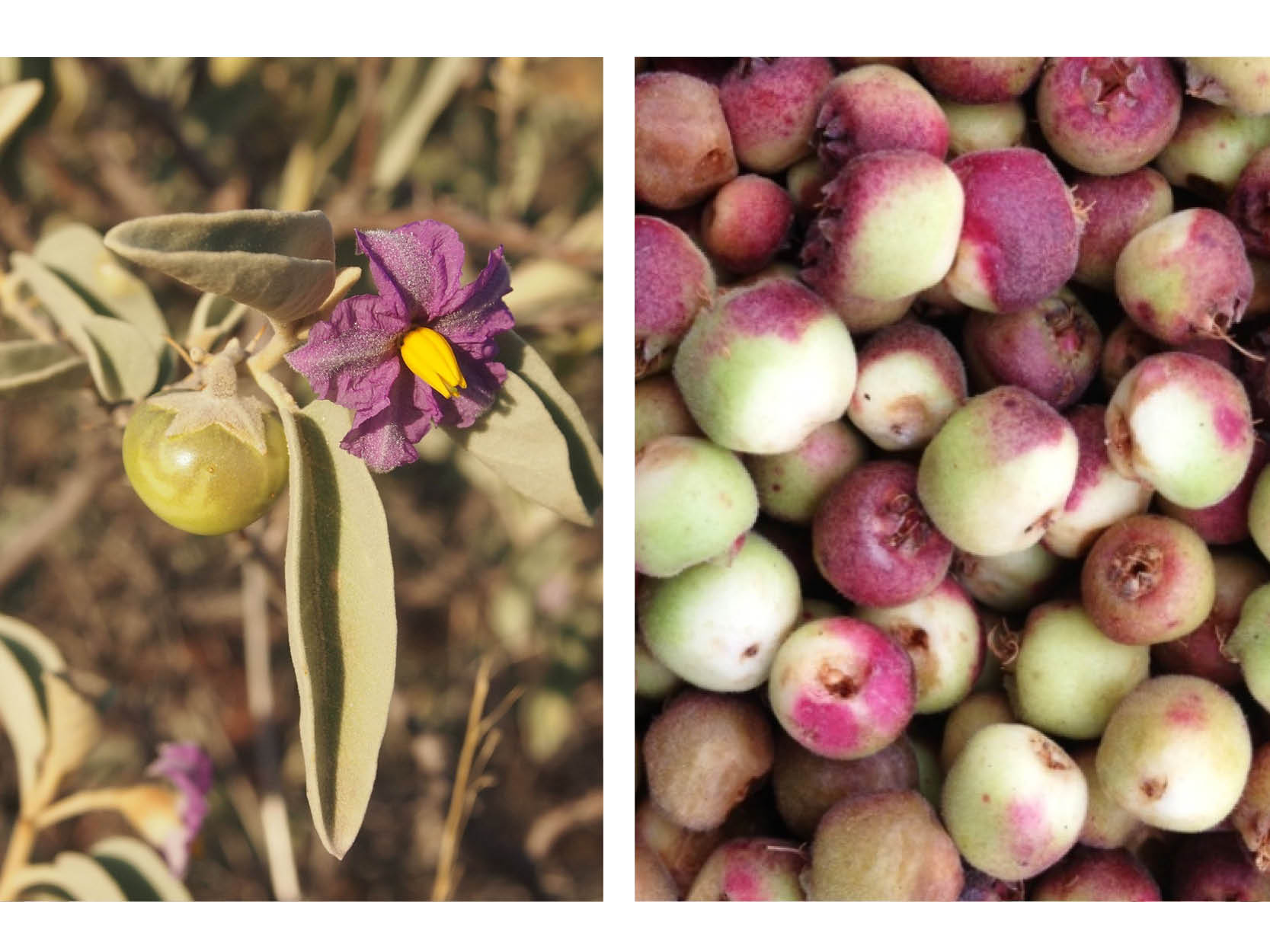 Native Australian Ingredients