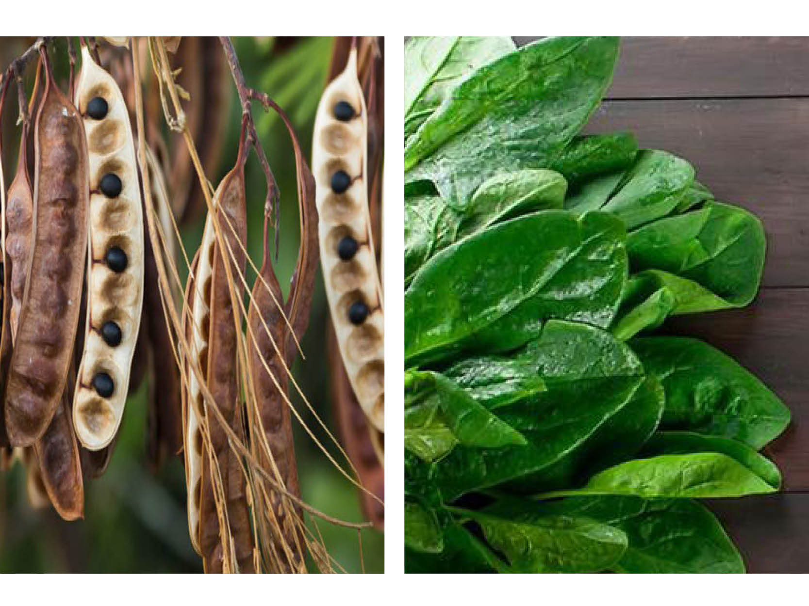 Native Australian Ingredients