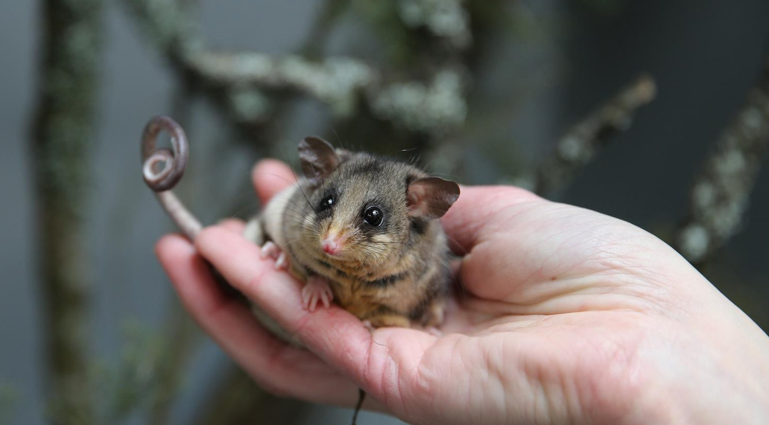 Pygmy Possum