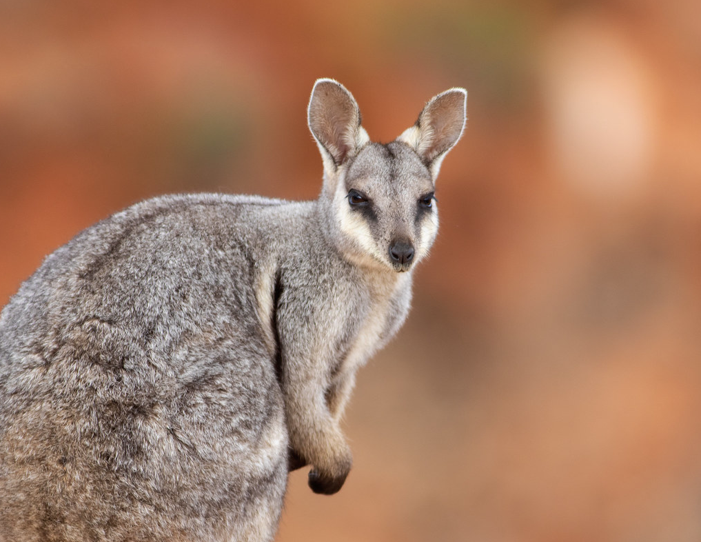 CartContactAustralian Threatened Species: The Black Flanked Rock Wallaby