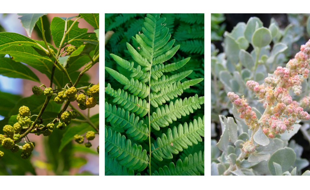 Native plants as medicine