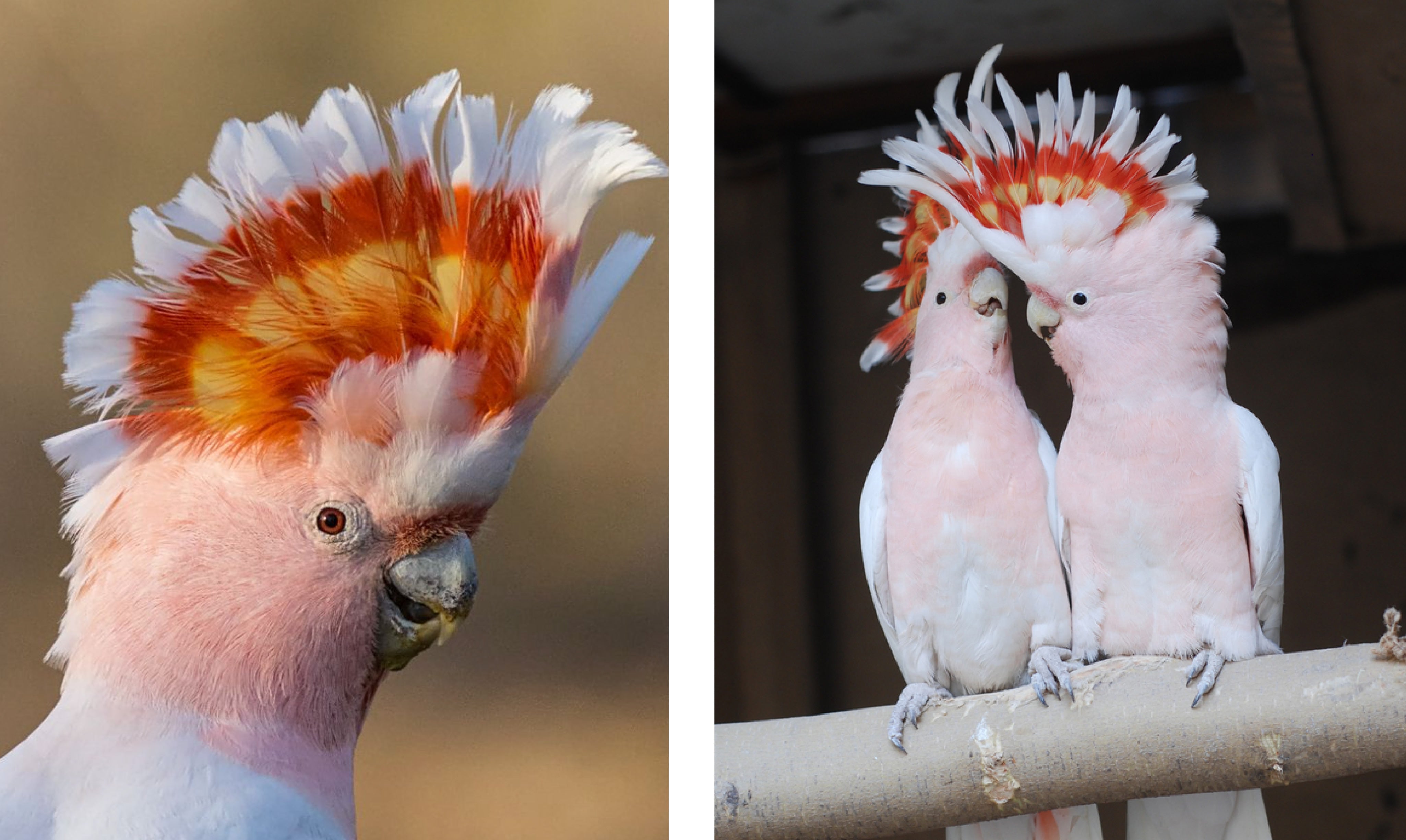 Pretty in pink - the Major Mitchell's cockatoo