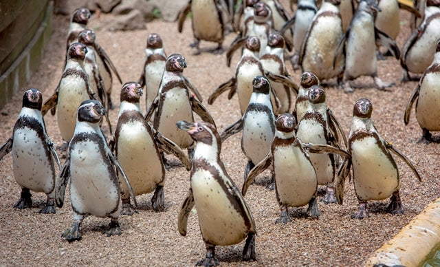 Dudley Zoo Penguins