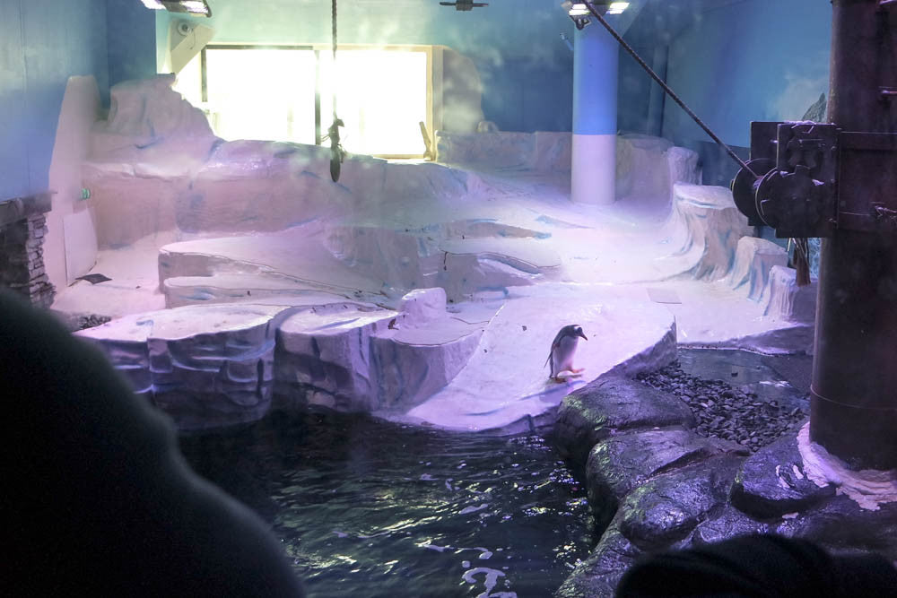 Pici the Penguin visits the Gentoo Penguins at The Deep in Hull - The ...