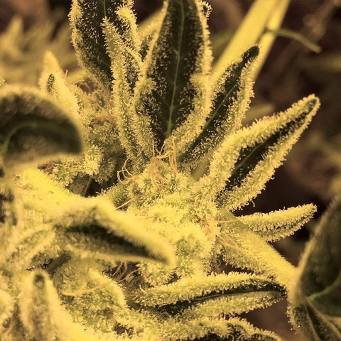 cannabis flower with frosty white trichomes and golden glands | Goldleaf