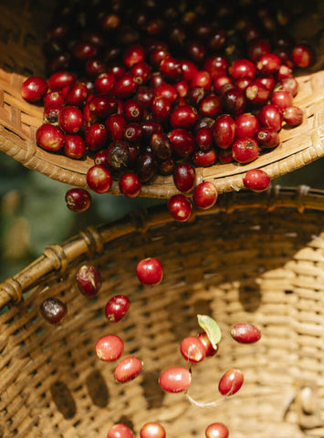 Red coffee cherries poured into a basket | Goldleaf
