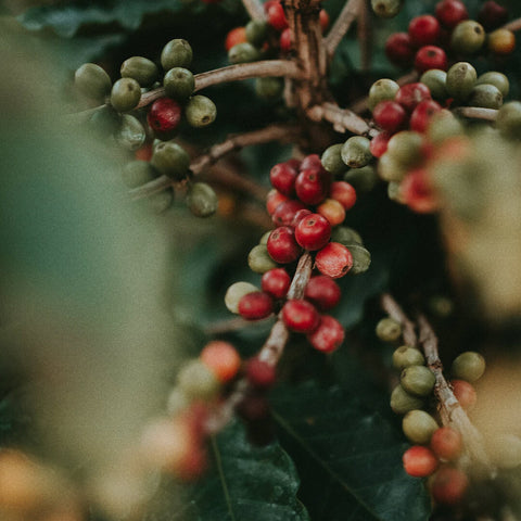 coffee cherries in red, green, and a little yellow | Goldleaf