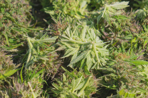 Cannabis material ready for drying | Goldleaf