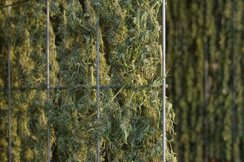 Hang drying cannabis on a rack system | Goldleaf