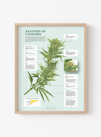 Anatomy of Cannabis print | Goldleaf