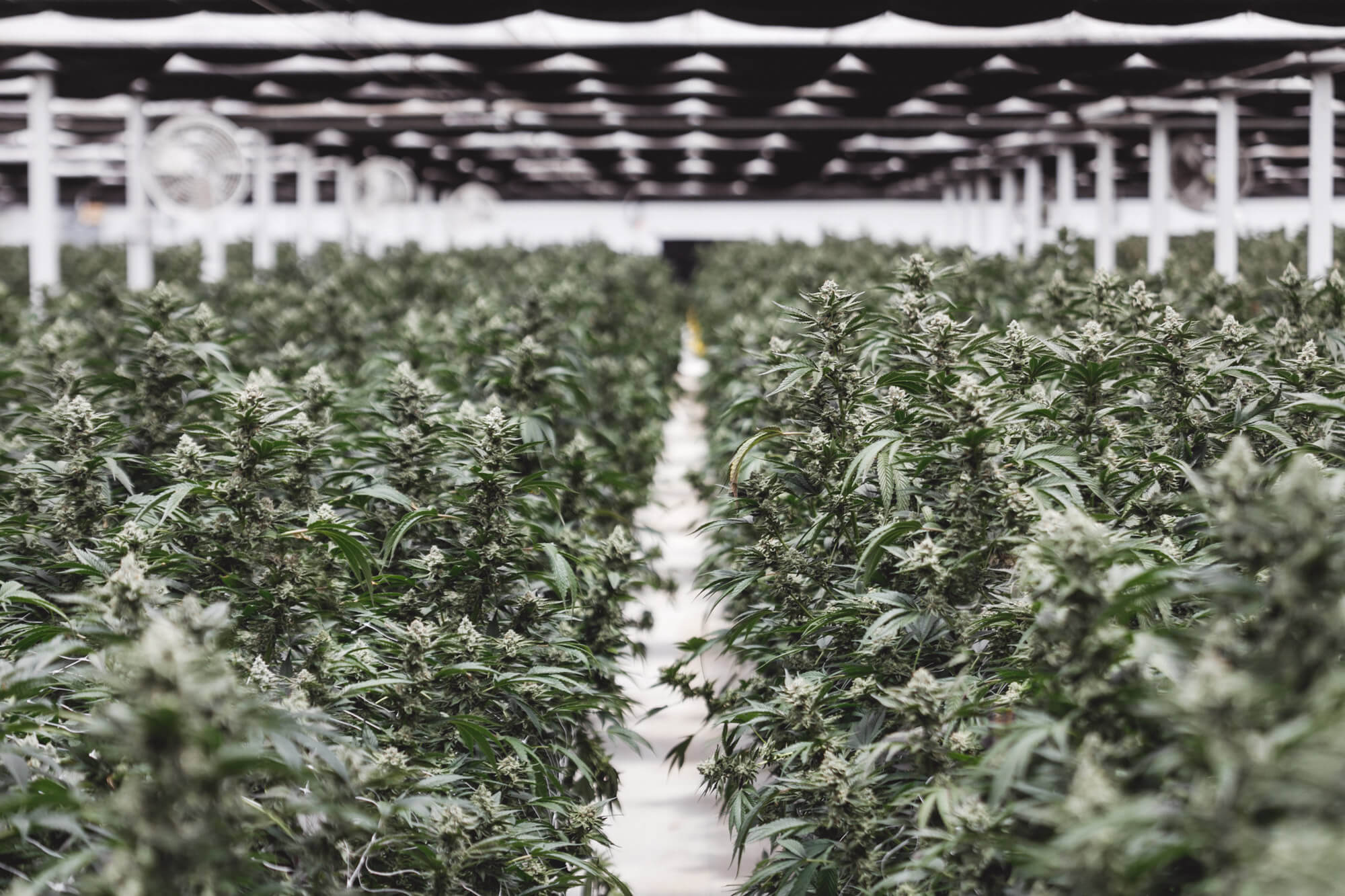 golden fresh farms wapak marijuana