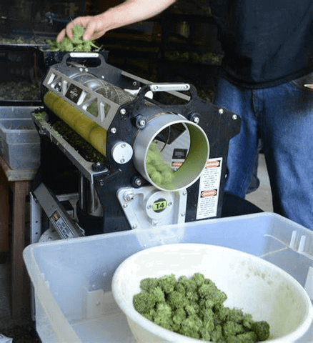 Cannabis Trim Machine | Hand vs Machine | Goldleaf