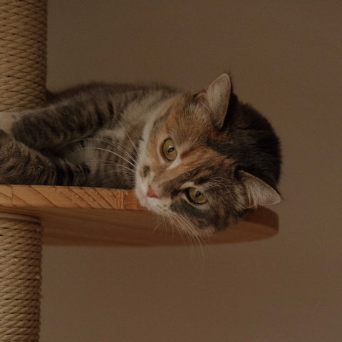 a cute grey cat laying on his tower with his head hanging off the platform | Goldleaf