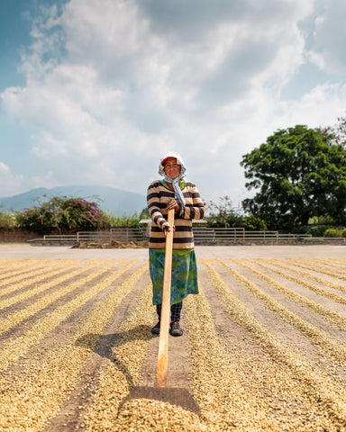 A woman moving a rake in a field of coffee beans | Goldleaf