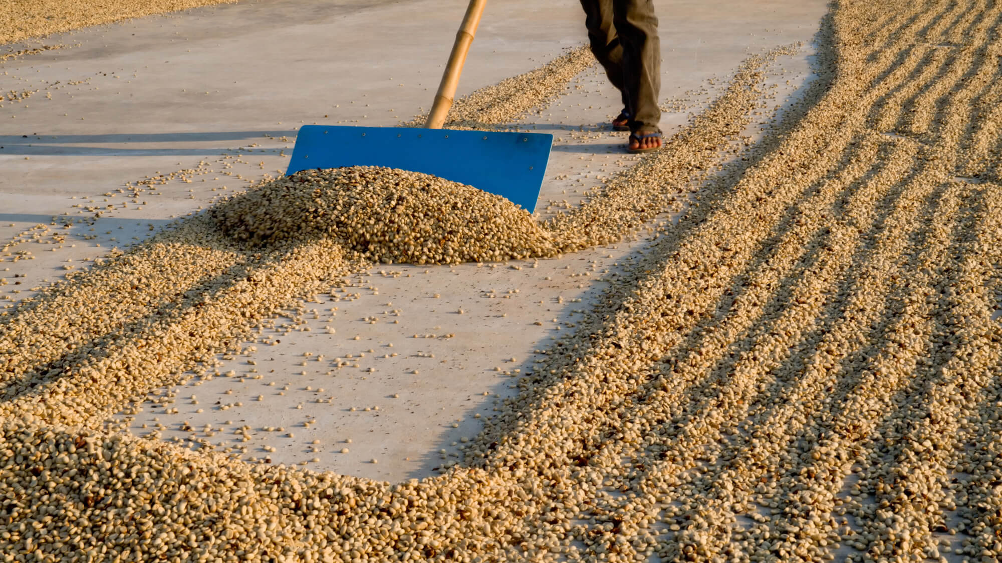 Natural Coffee Processing - Outdoor sun dried - Goldleaf