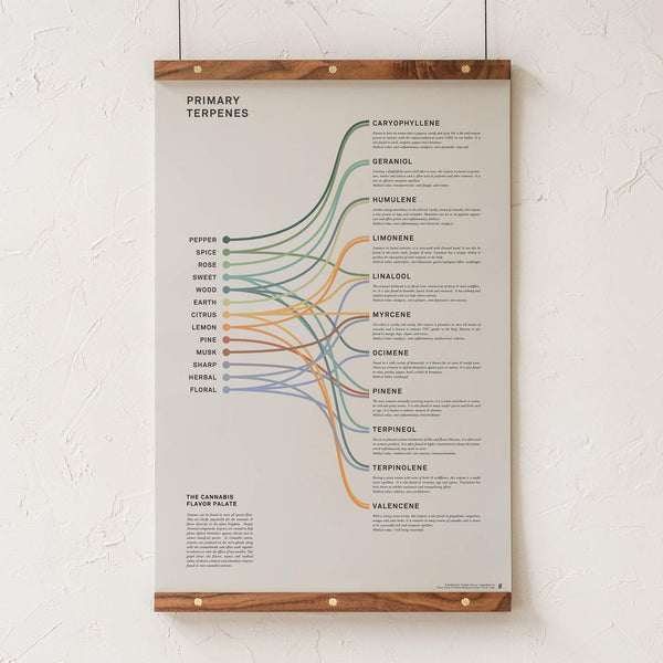 Terpenes Infographic Print - Primary Terpene Medical Uses and Aroma Poster - Cannabis Education - Goldleaf