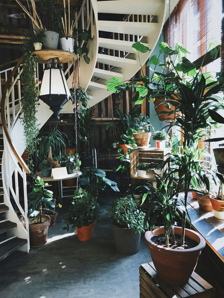 Houseplants in your home will bring new light into your home.