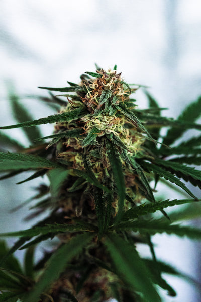 Cannabis flower ready for harvest