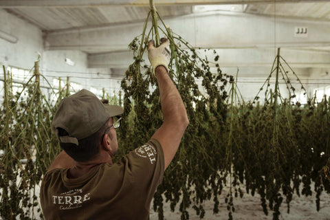 A man hanging a cannabis bush on a string | Goldleaf