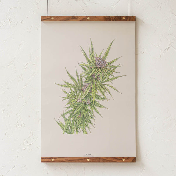 Blue Dream Botanical Illustration Print - Cannabis Sativa Botanical Plant Drawing - Marijuana Art - Goldleaf