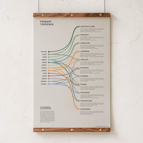 Terpenes Infographic Print - Primary Terpene Medical Uses and Aroma Poster - Cannabis Education - Goldleaf