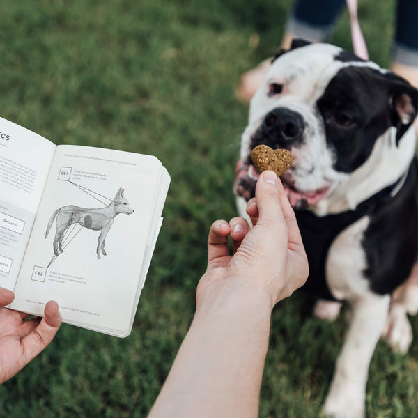 The Pet Jotter Journal - Pet CBD Tracking Notebook - Cannabis Animal Wellness Education - Goldleaf