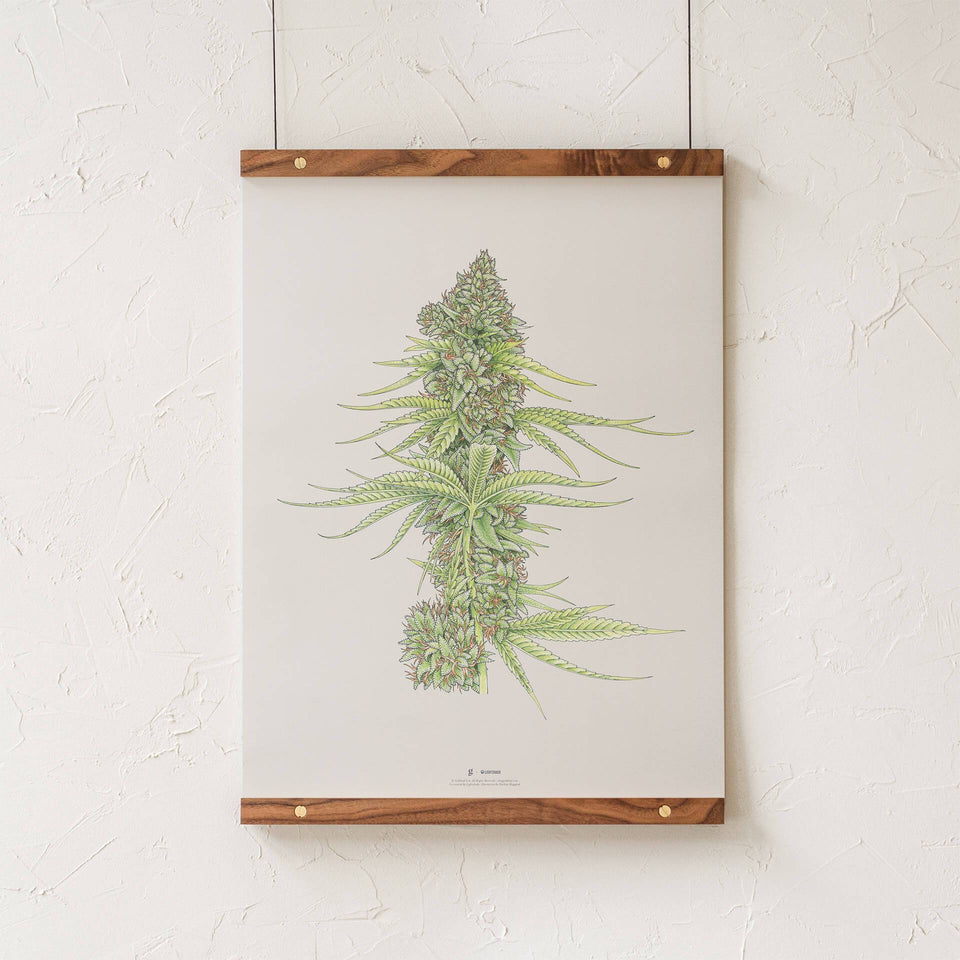 cannabis art