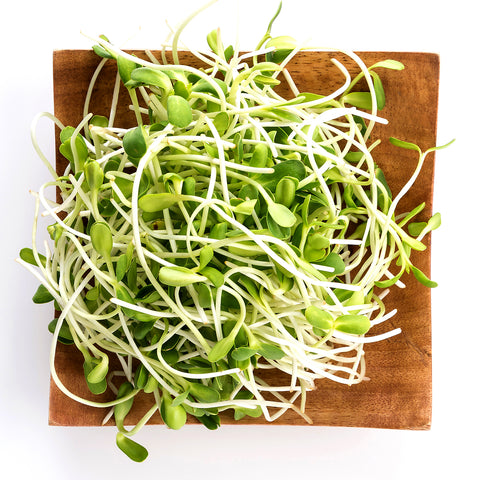 sunflower-sprouts