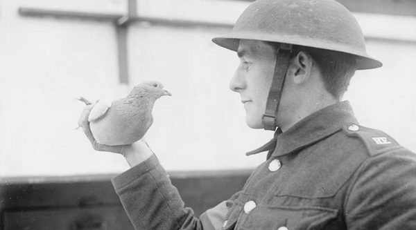 Soldier Pigeon