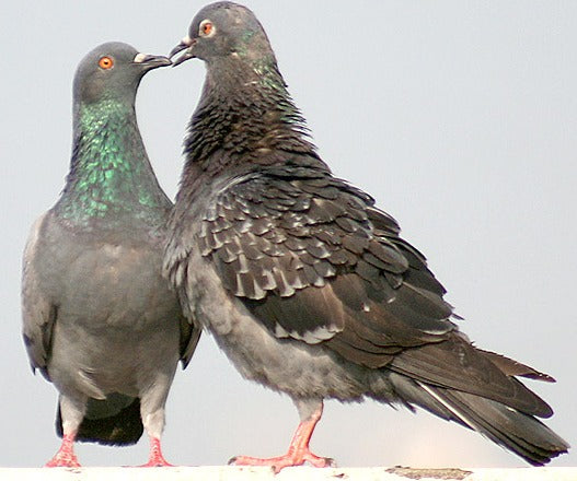 Pigeon