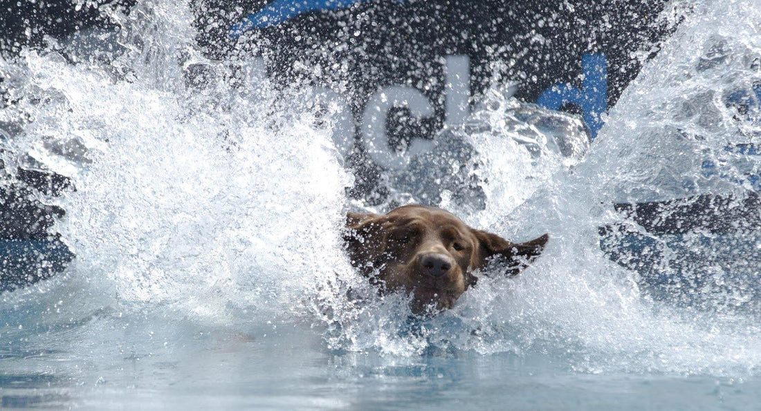 why do labradors love water