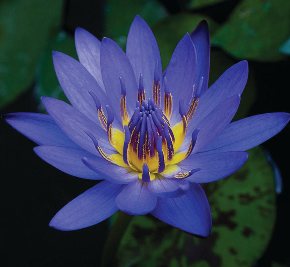 Blue Lotus Oil Elemental Wizdom