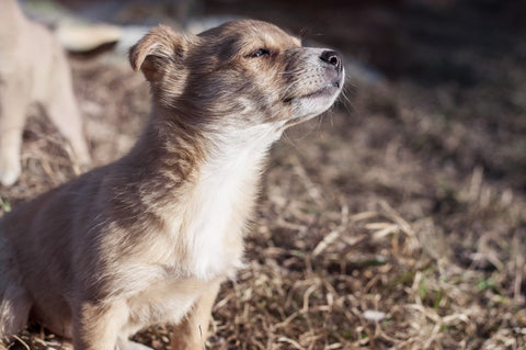 small dog puppy sniffing smells in air