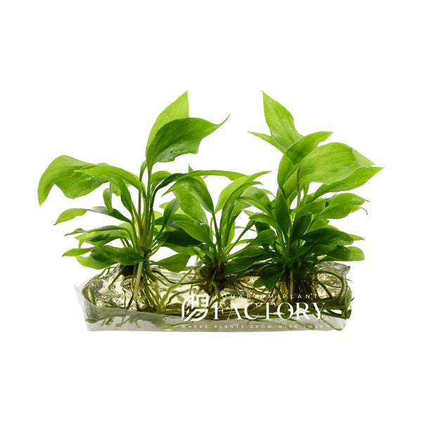 Why Anubias Melt and How to Prevent It