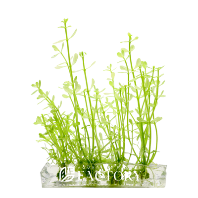 Bacopa Crenata - Plante d'aquarium in vitro