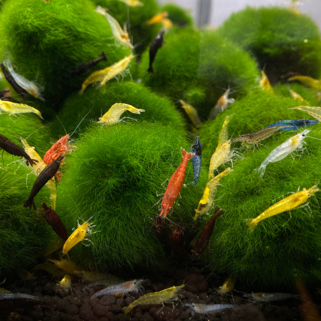 Floating Java Moss Ball with Plant