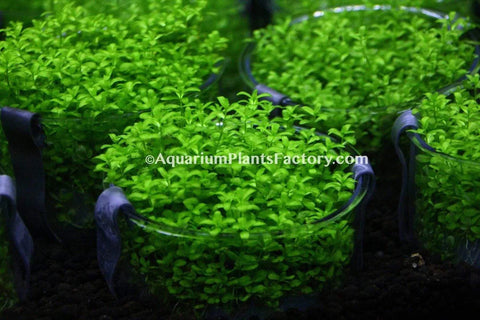 Buy pearl weed for your planted aquarium