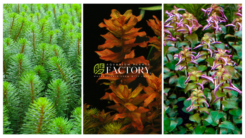 Aquarium Plants Factory | Where Plants Grow With Love