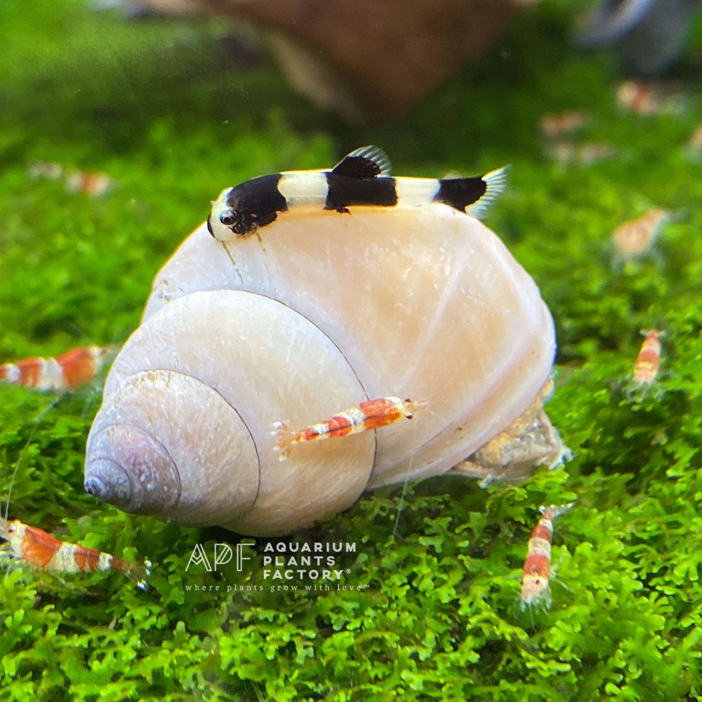 Yaoshania pachychilus also known as the Panda Loach