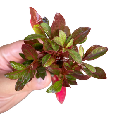 Alternanthera Red Broad Leaf - Aquarium Plants Factory