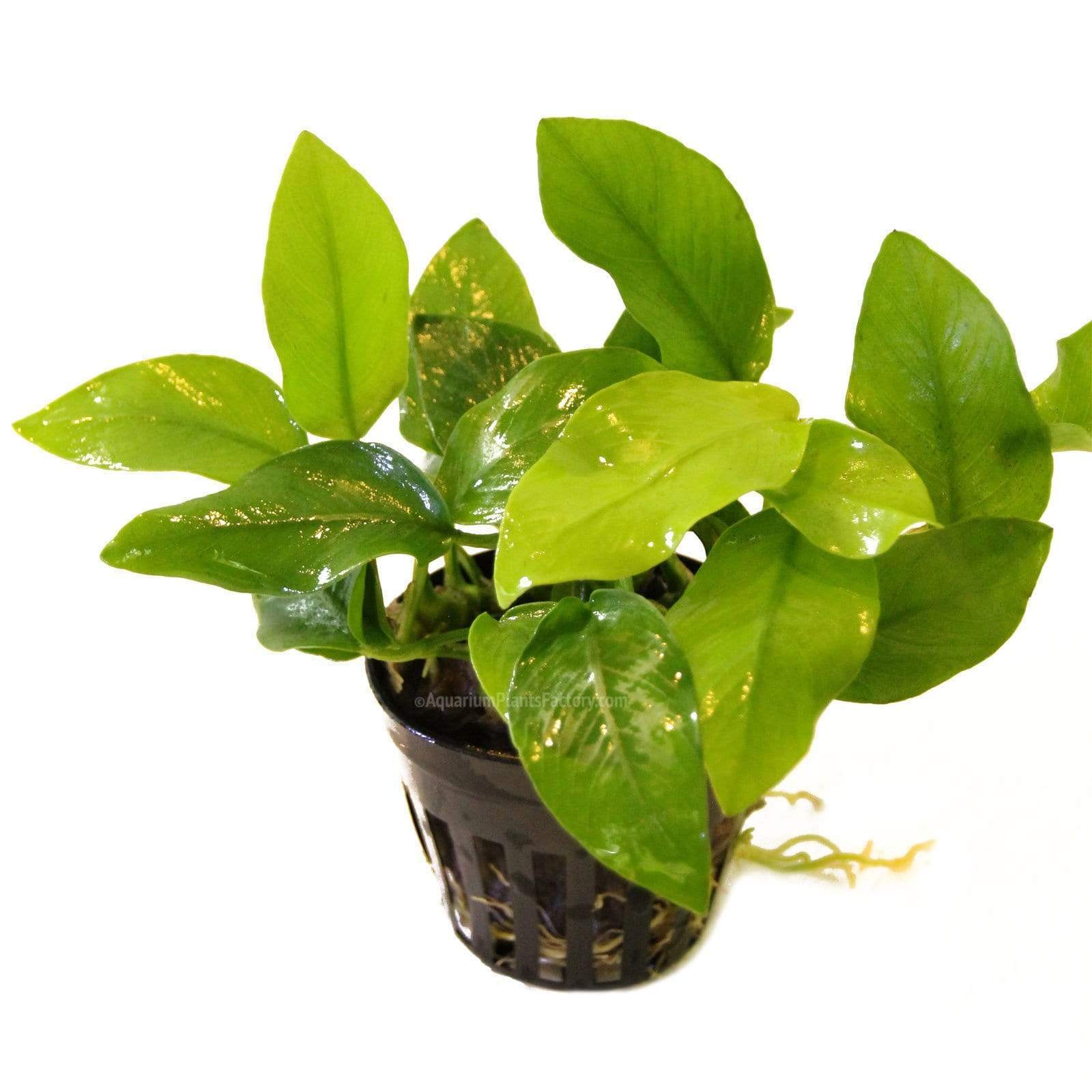  Anubias Golden  Nana Aquarium Plants Factory 