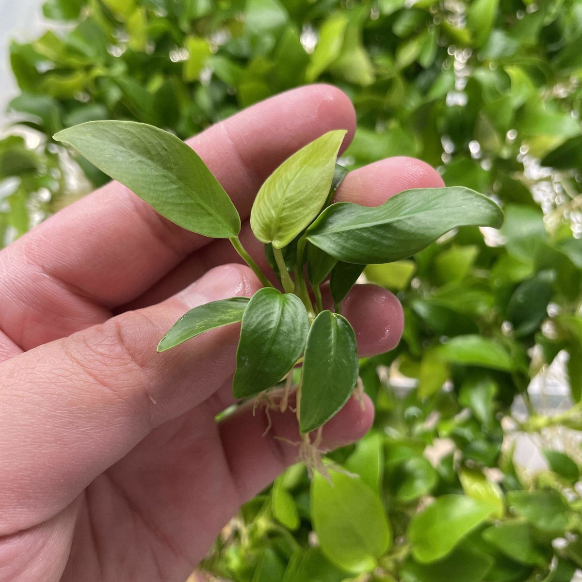 Anubias Golden Nana | Aquarium Plants Factory®