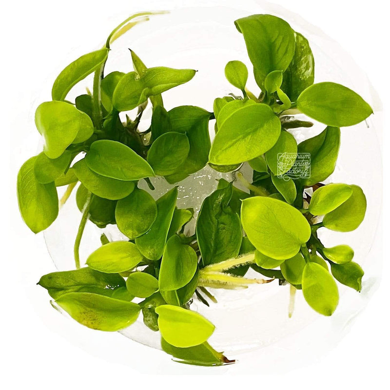  Anubias Golden  Nana Tissue Culture Aquarium Plants Factory 