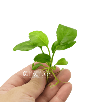 Scarlet Temple (Alternanthera Reineckii) Bunch Live Aquarium Plants Buy2 Get1 Free, Size: 5-8 Inches, Green