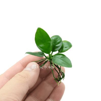 Anubias Mix pianta madre